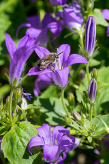 Closeup of a wild bee on bellflowers (campanula)