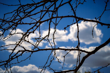 branches and sky