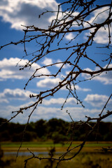 branches