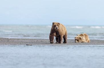 A mother coastal brown bear and her cub on  sand bar in the ocean durung low tide