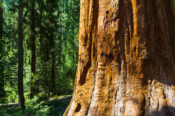 Sequoia tree, Mariposa Grove, Yosemite, California