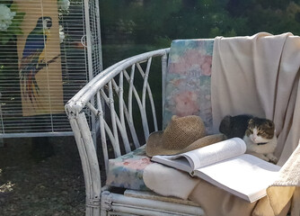 a cat sits in a vintage armchair in the summer against the background of a green garden. next to an open book and a beach hat