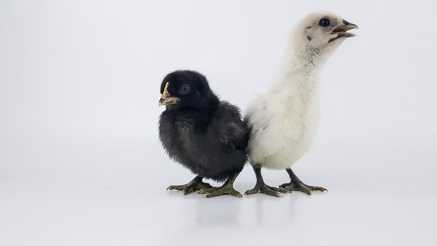 black and white chicken chicken on a white background