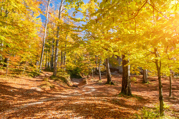 Fototapeta na wymiar Amazing golden season. Beautiful autumn forest with yellow leaves in sunny day