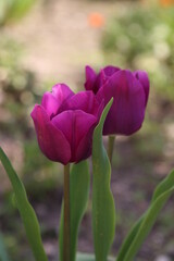 Tulipanes