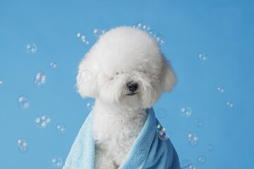 Cute bichon frise after bath wrapped in towel, pet care concept, copy space for text