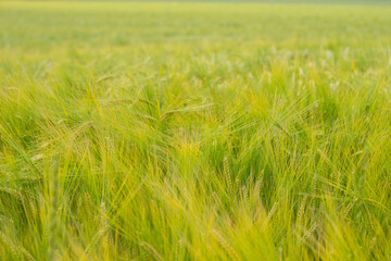 Closeup of unripe barley on a field