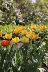Obraz premium Campo de tulipanes