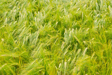 Closeup of unripe barley on a field