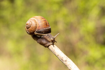 A large snail crawls on a stick on a blurred background. Close-up. Selective focus.