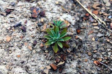 grey stones and green
plants on the ground