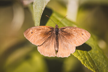 Brauner Schmetterling