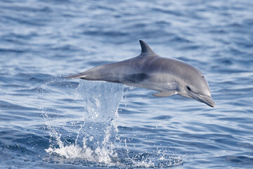 Fototapeta premium dolphin jumping out of water