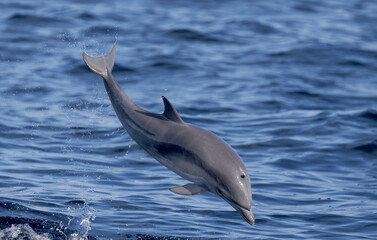 dolphin jumping out of water © FPLV