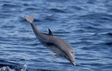 Poster dolphin jumping out of water © FPLV