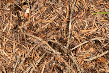 Top view of the surface of a large anthill made of dry branches