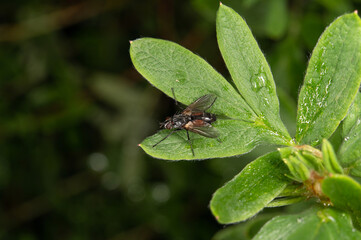 A fly with transparent wings sits on a green leaf