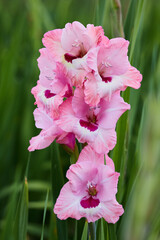 pink and white gladiolus flower - obrazy, fototapety, plakaty