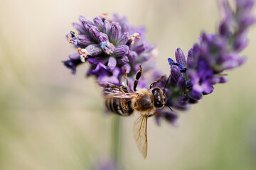 Bee on lavender in the garden