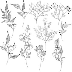 Fototapeta premium collection forest fern eucalyptus art foliage natural leaves herbs in line style. Decorative beauty elegant illustration for design hand drawn flower