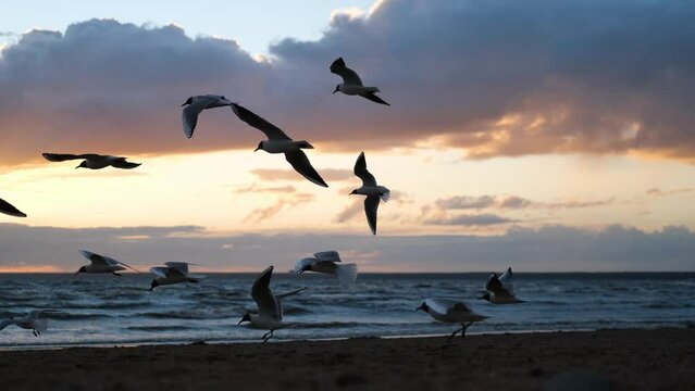 a flock of birds on the background of the sunset on the sea
