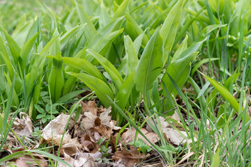 Wild garlic plants in the forest 