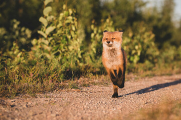 Fuchswelpen im Sonnenuntergang