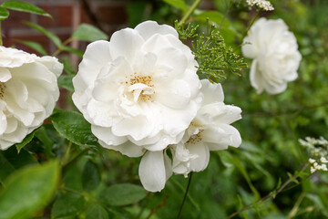 Detail shot of white rose petals in flower bed