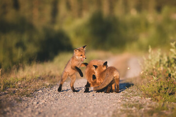 Fuchswelpen im Sonnenuntergang
