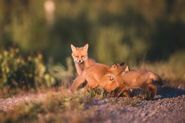 Fototapeta premium Fuchswelpen im Sonnenuntergang
