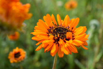 gorgeous orange blossom blooming in a garden 
