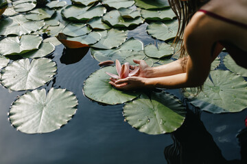 Woman's hand touched a beautiful white water lily blooming on the river