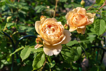 Beautiful amber-colored roses flowers in the garden.