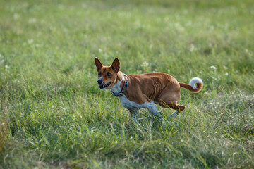 Basenji dog chasing bait in a field