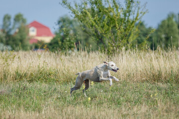 Whippet dog running. Coursing training. The whippet dog pursues the bait