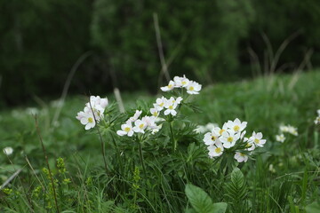 Forest anemone or anemone. A simple, beautiful, white flower in a meadow