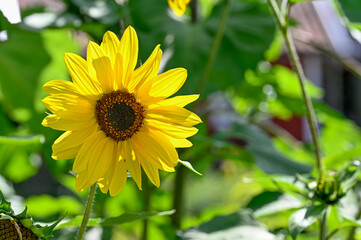beautiful yellow sunflower in bright daylight in july