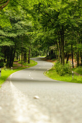 Forest road and green trees, Germany
