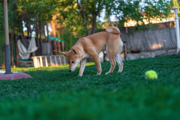 cachorro perro japones shiba inu jugando con una pelota de tenis en el jardin