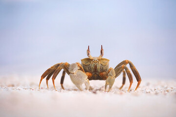 Horned ghost crab on the Maldives beach - macro details