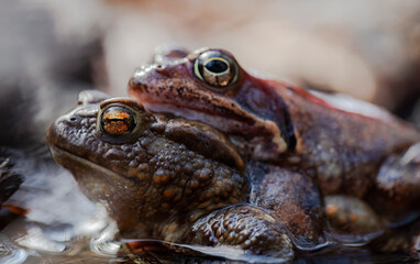 Common frog siting in the water - macro details - 520885423