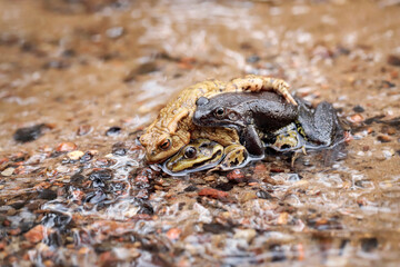 Common frog siting in the water - macro details