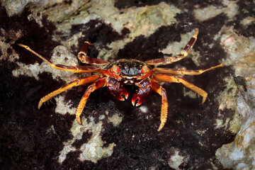 Big crab - Grapsus albolineatus - macro details - 520885441
