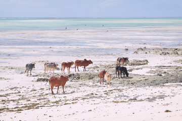 Stado zebu, krów, bydła na plaży w Zanzibarze