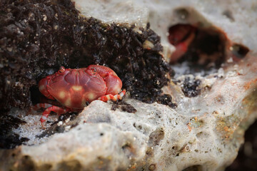 Big red crab with blue eyes - Geograpsus stormi - macro details - 520885446