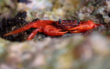 Big red crab with blue eyes - Geograpsus stormi - macro details - 520885447