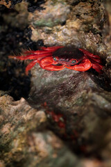 Big red crab with blue eyes - Geograpsus stormi - macro details - 520885449