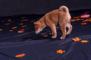 cachorro de perro shiba inu,  jugando feliz