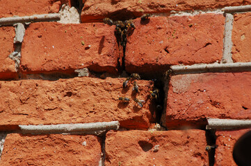 A view of bees in the cracks of an old brick wall. An unconventional place where bees tend to build...