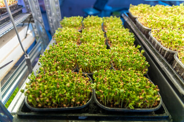 Growing Organic micro green srpouts indoors. Healthy food and diet concept. Organic micro greens in a plastic box.